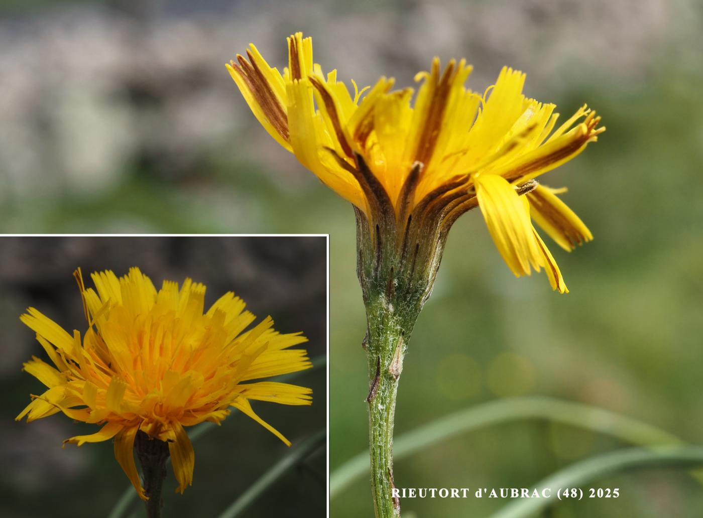 Hawkbit, Autumn flower